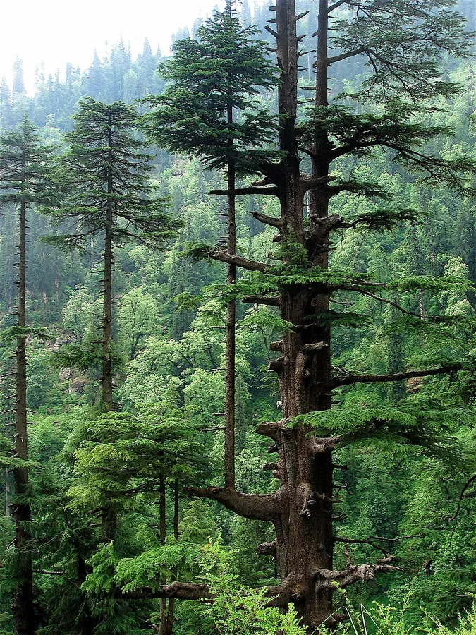 Deodar Cedar