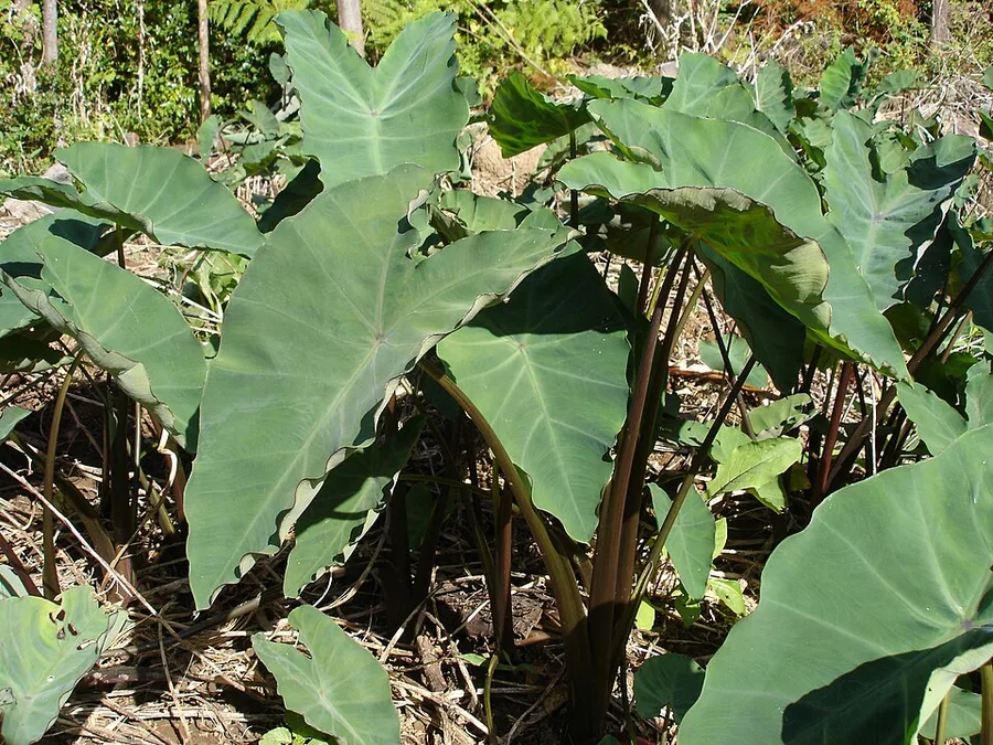Elephant Ear