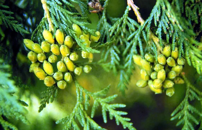 Emerald Green Arborvitae