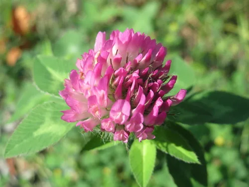 Floribunda Rose