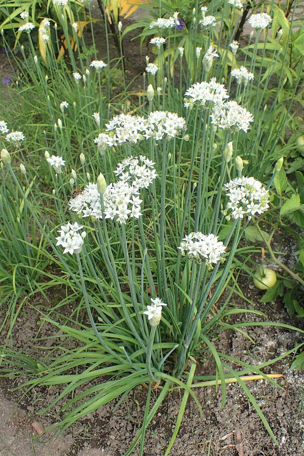 Garlic Chives