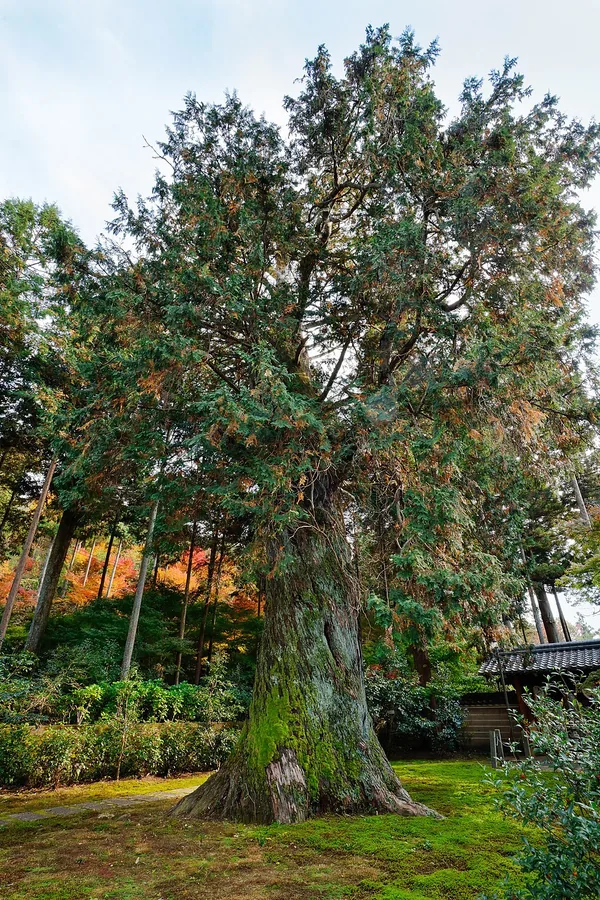 Hinoki Cypress
