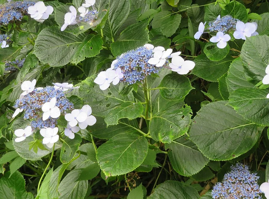 Hydrangea