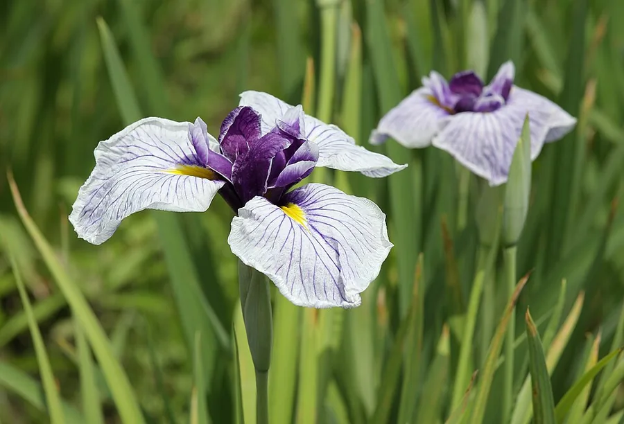 Japanese Iris