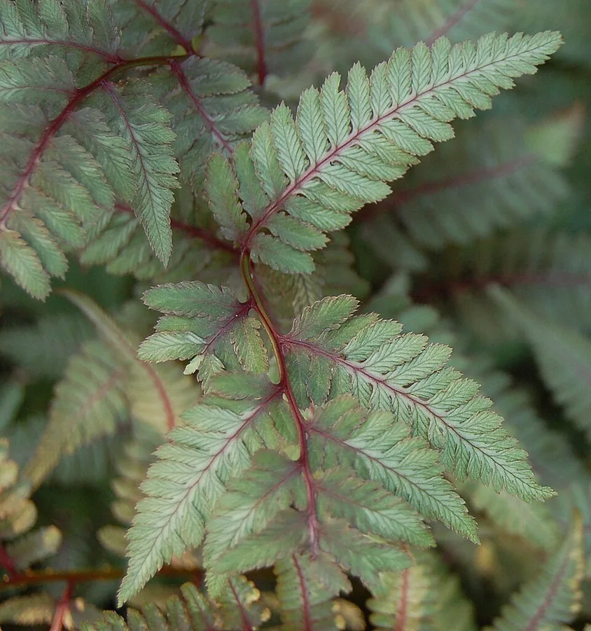 Japanese Painted Fern