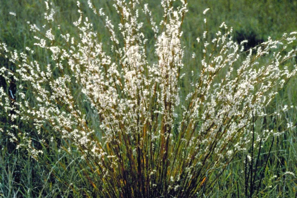 Little Bluestem