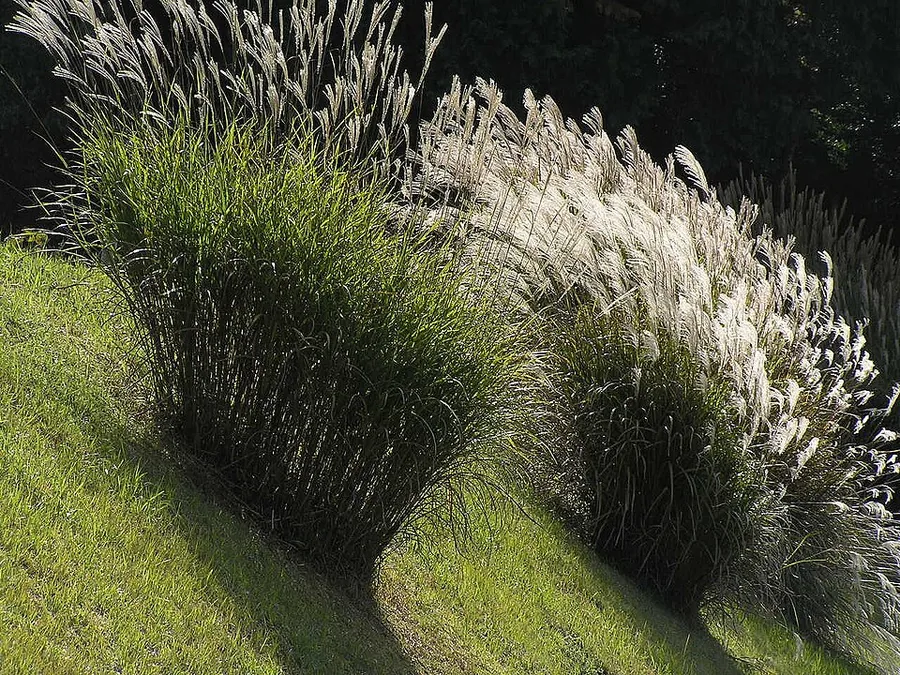 Maiden Grass