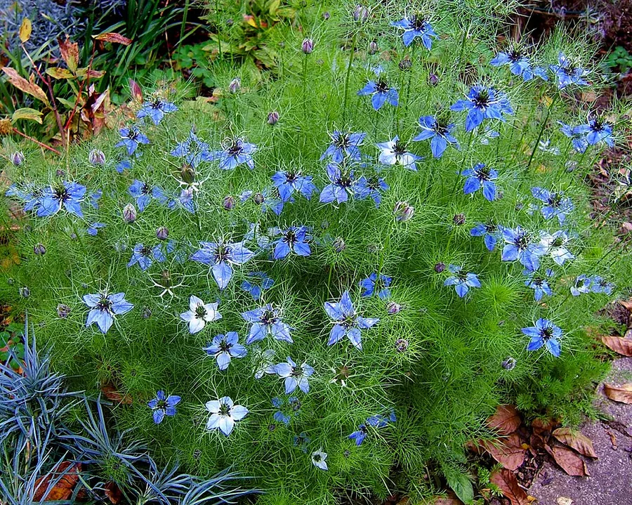 Nigella
