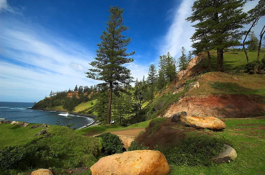 Norfolk Island Pine