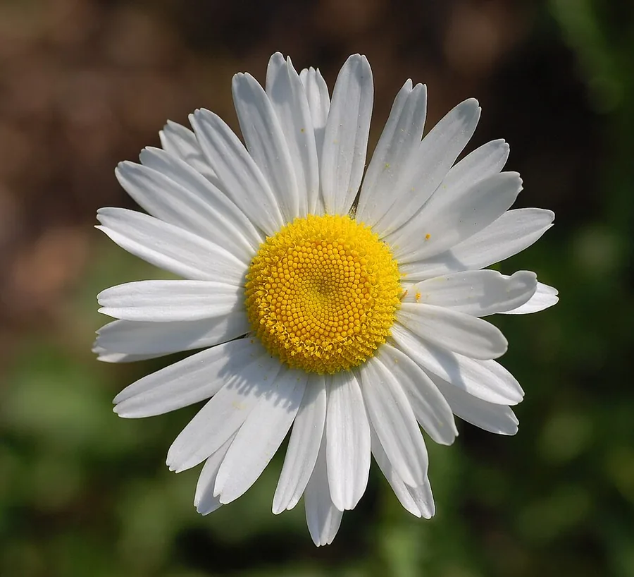 Oxeye Daisy