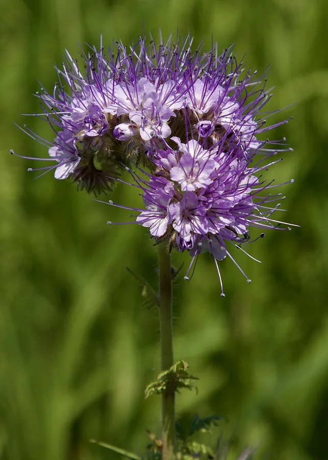 Lacy Phacelia