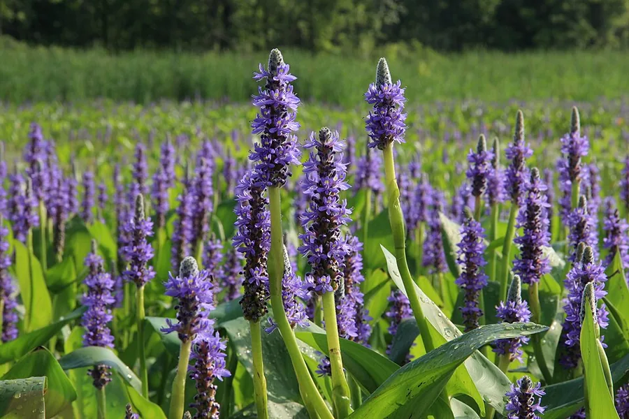 Pickerelweed