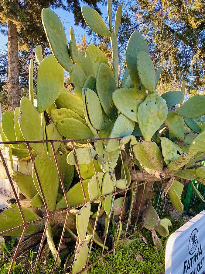 Prickly Pear