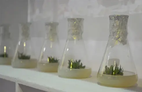 plant tissue culture lab flasks with seedlings in nutrient media on a white shelf