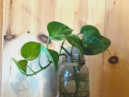 pothos cuttings water propagation in a glass jar against a wooden wall