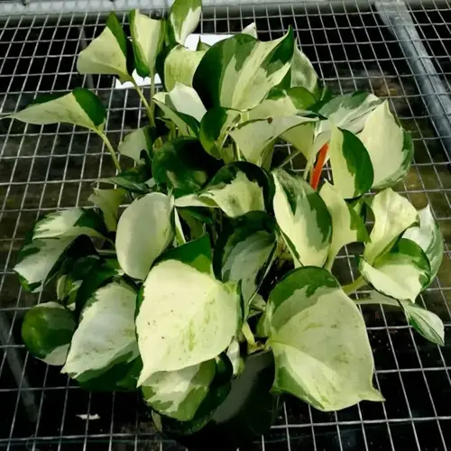 pothos varieties collection with green and cream variegated leaves in a nursery pot