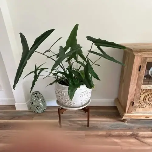 potted alocasia zebrina plant with long green leaves on a wooden stand indoors