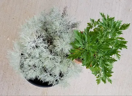 potted artemisia silver foliage beside a green leafy plant on concrete