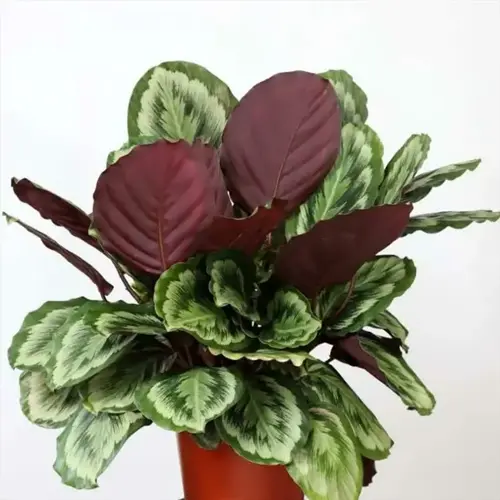 potted calathea medallion leaves with green variegation and burgundy undersides