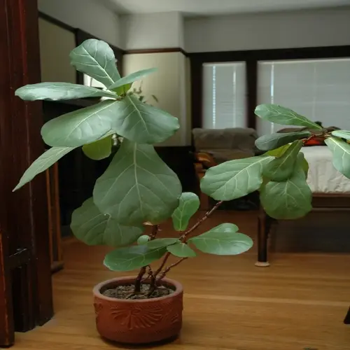 potted fiddle leaf fig with broad green leaves in a bedroom