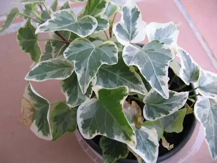 potted glacier ivy leaves with green and white variegated foliage