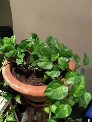 potted global green pothos with glossy green variegated leaves indoors