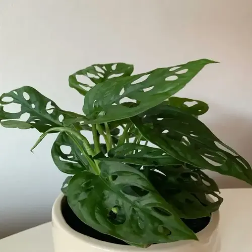 potted mini monstera plant with glossy perforated green leaves against a plain wall