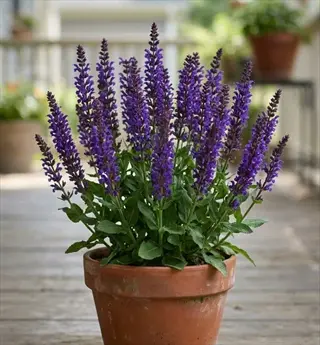potted salvia nemorosa purple spikes flowering on a patio