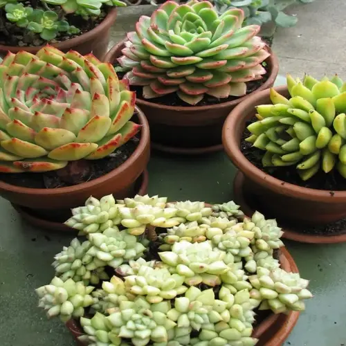 potted succulent collection in terracotta pots with green rosette plants on a patio