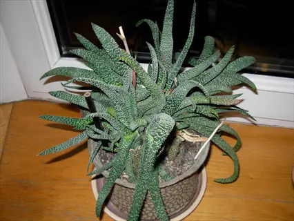 potted succulent showing white houseplant leaf spots on long green leaves by a window