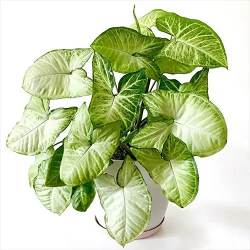 potted syngonium arrowhead plant with pale green arrow-shaped leaves on a white background