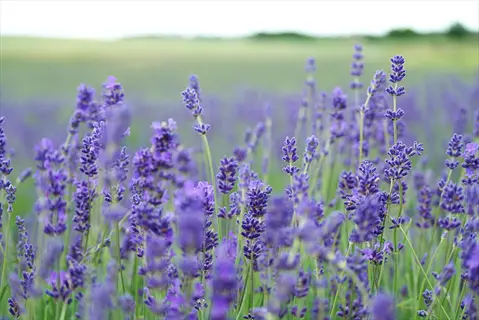prairie meadow purple flowers blooming in soft focus