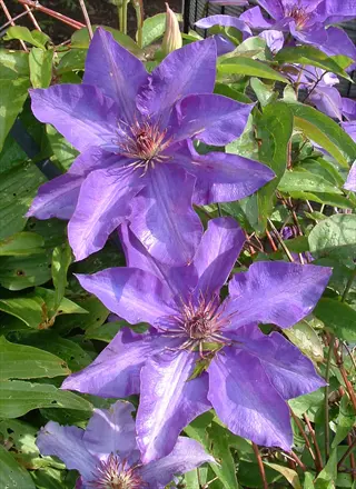 president purple clematis flowers blooming among green leaves