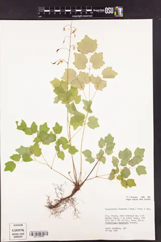 pressed duckfoot ivy plant herbarium specimen with roots, leaves, labels, and measurement scale