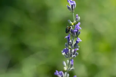 pretty polly lavender flowers with a small beetle against a soft green background
