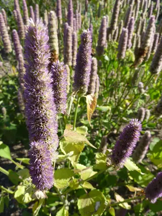 purple anise hyssop flowers blooming in a sunny garden with green leaves