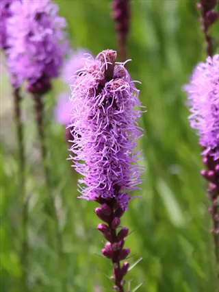 purple blazing star liatris flower spike blooming in green meadow grass