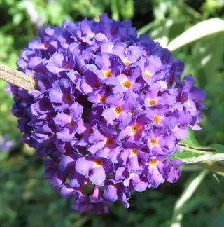 purple blooms of a black knight butterfly bush in sunlight