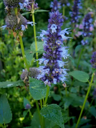 purple-blue anise hyssop spikes blooming among green leaves in a garden