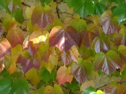 purple boston ivy leaves mixed with green and yellow foliage on a wall