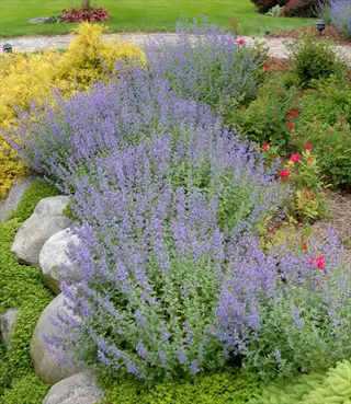 purple catmint nepeta border with rocks and colorful garden shrubs