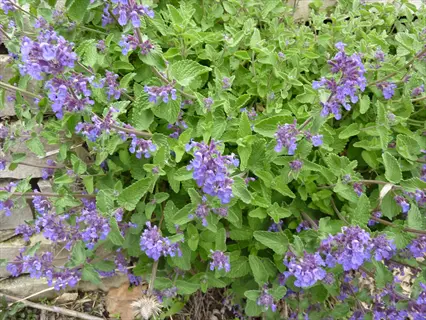 purple catmint nepeta flowers blooming among green leaves in a garden bed