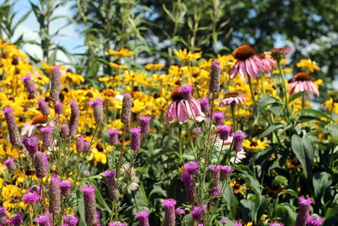 purple coneflower garden with pink and yellow wildflowers in bright sun