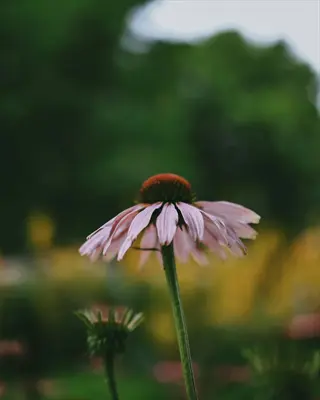 purple coneflower meadow with a soft green garden background