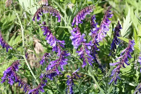 purple flowers and green foliage of a hairy vetch plant in sunlight
