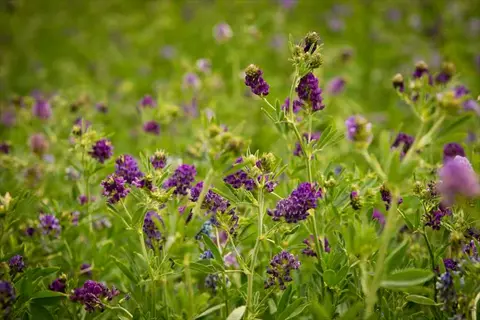 purple flowers in an alfalfa field bloom among green leaves