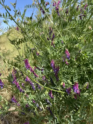 purple hairy vetch cover crop flowering among green vines in a sunny field