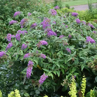 purple haze butterfly bush with violet flower spikes and green foliage in a garden