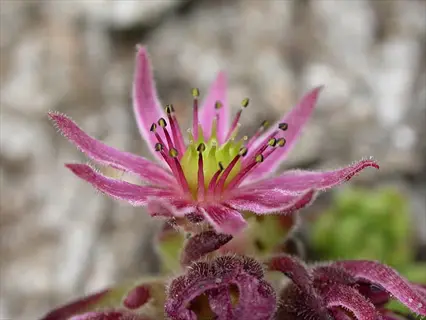 purple haze sempervivum with pink star-shaped flower and green center