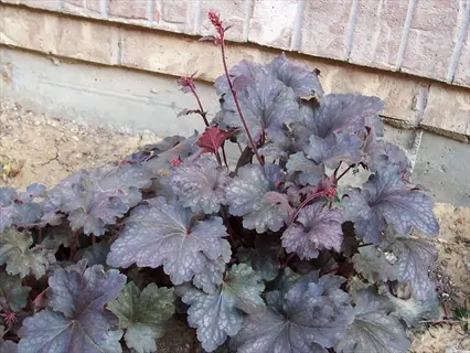 purple heuchera coral bells foliage planted beside a brick wall